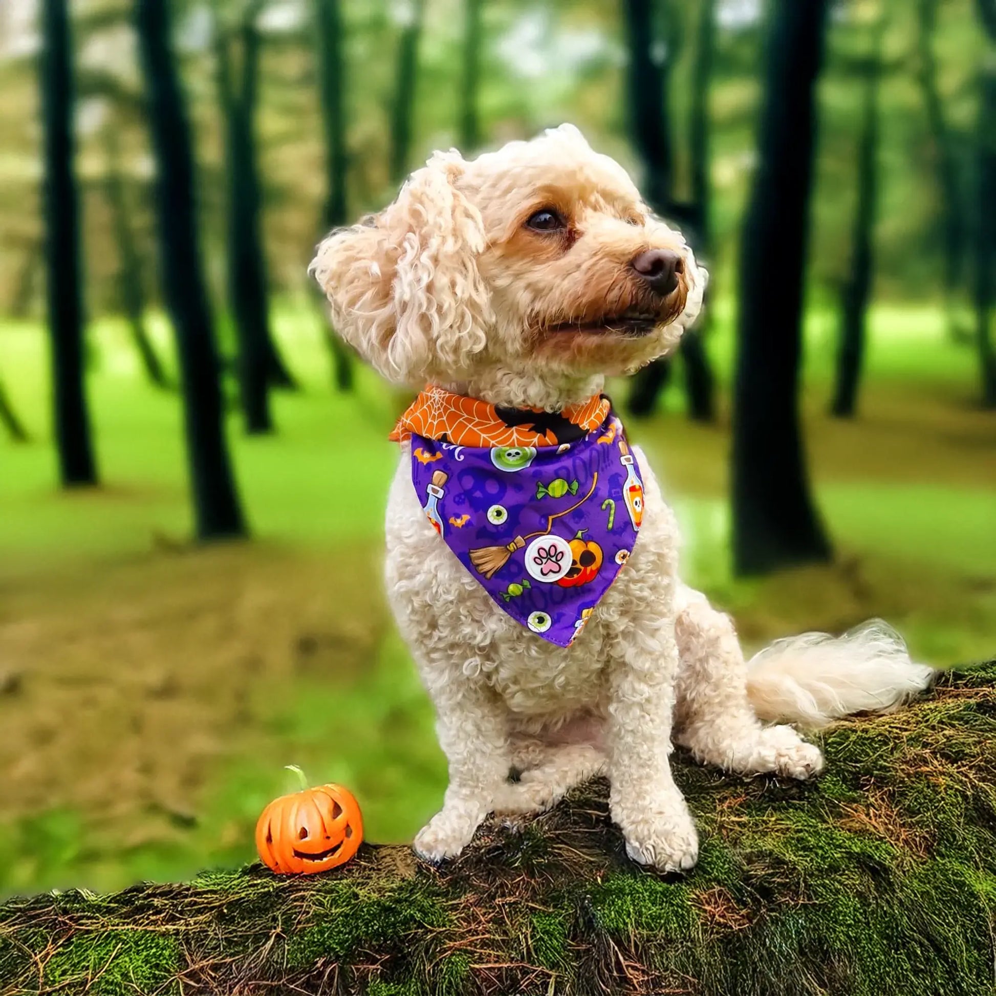 Pumpkin Pooch Parade Bandana Picture