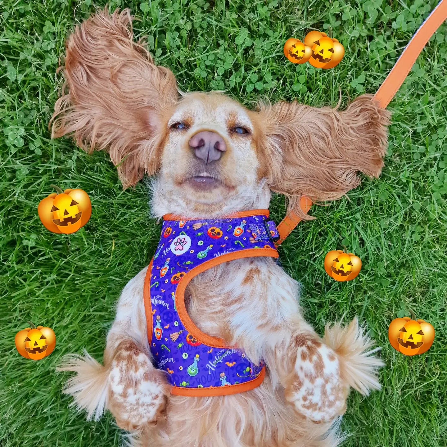 Pumpkin Pooch Parade Harness Picture