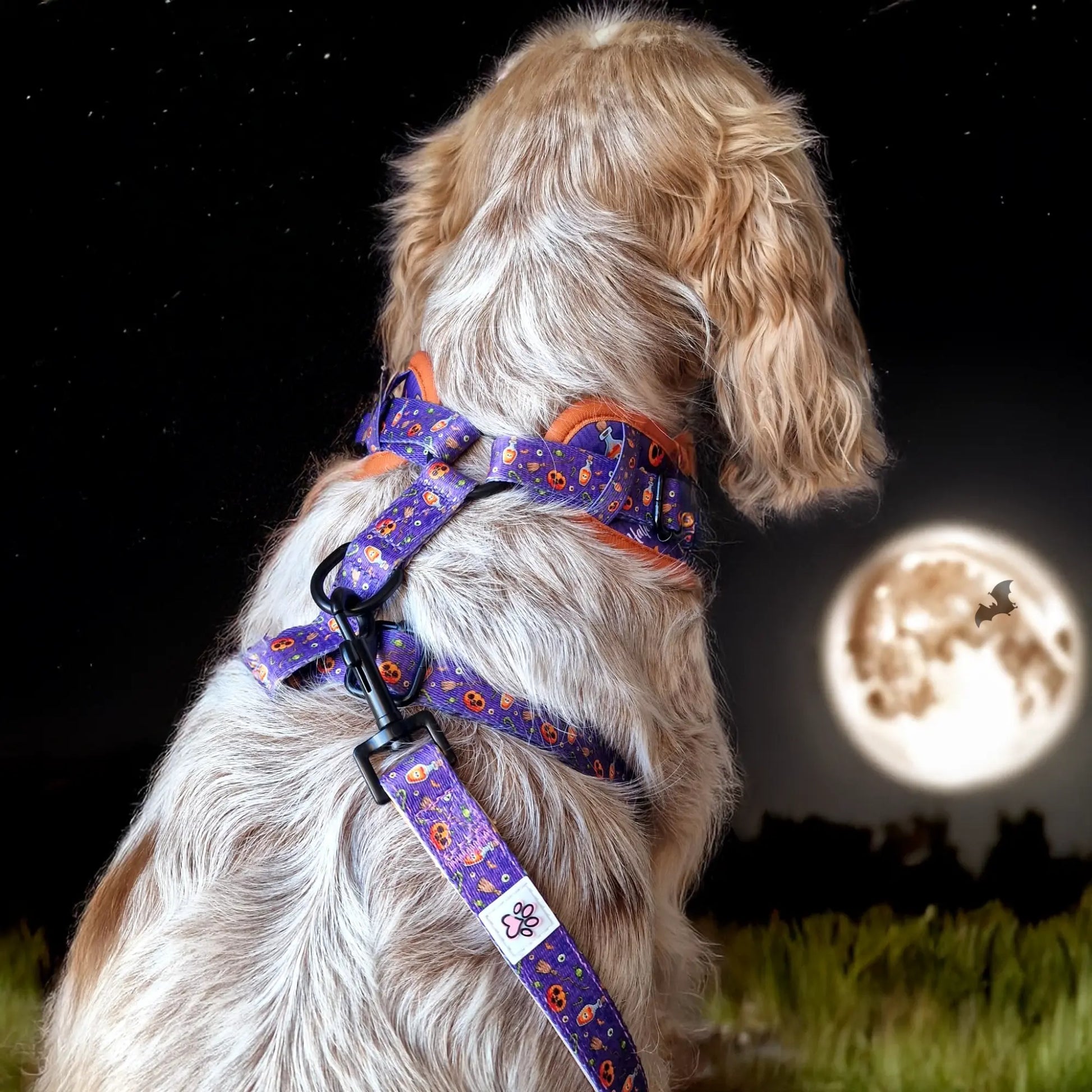 Pumpkin Pooch Parade Harness Picture
