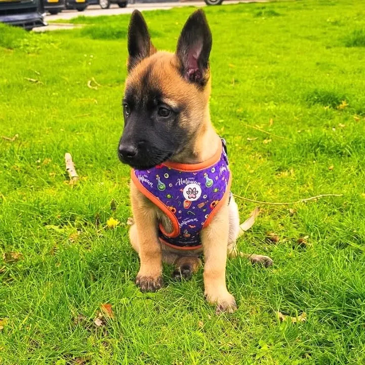 Pumpkin Pooch Parade Harness Picture