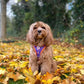 Pumpkin Pooch Parade Harness Picture