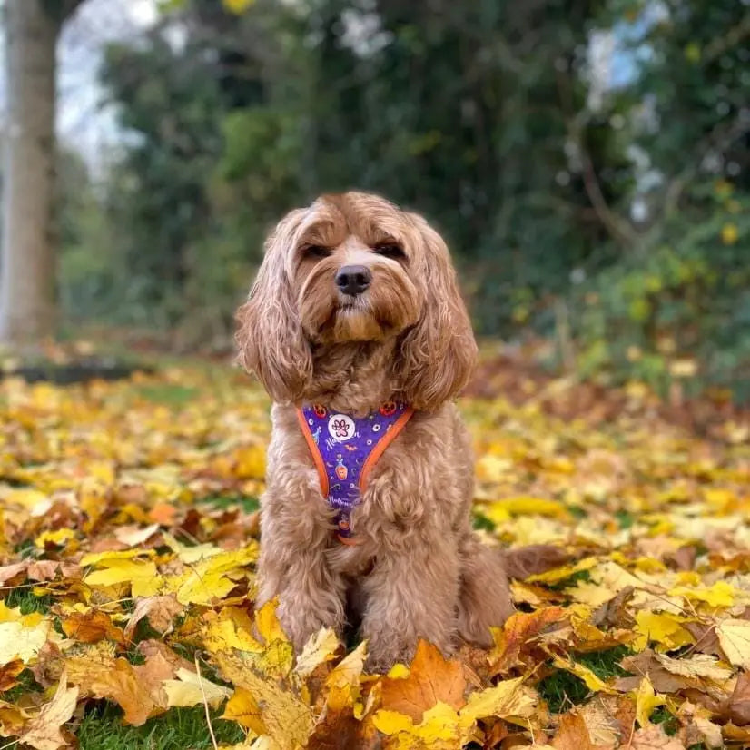 Pumpkin Pooch Parade Harness Picture