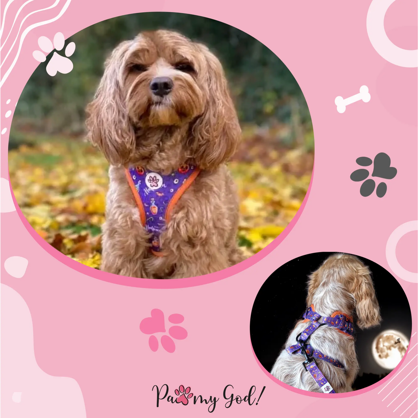 Pumpkin Pooch Parade Harness Usage