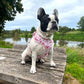 Rainbows and Butterflies Harness Picture