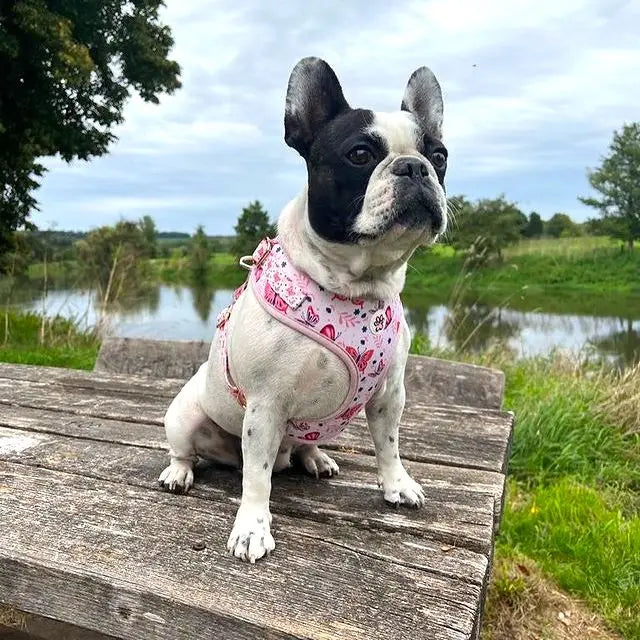 Rainbows and Butterflies Harness Picture