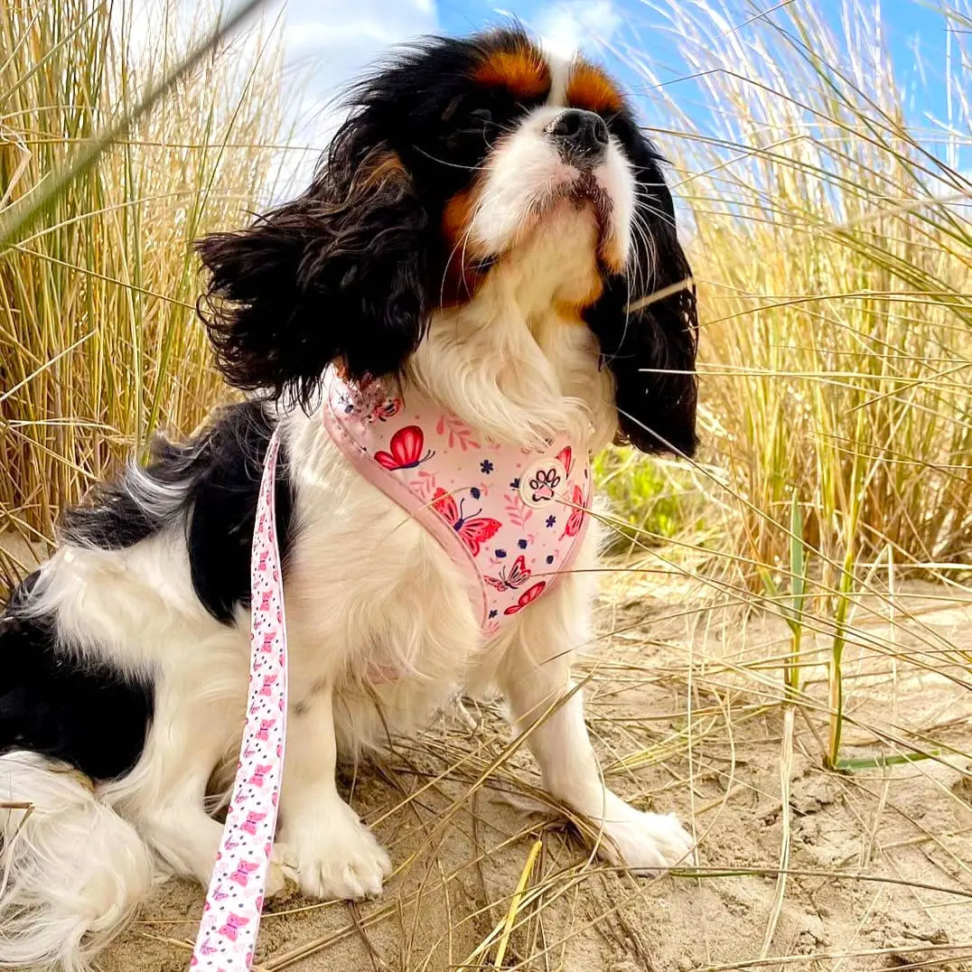 Rainbows and Butterflies Harness Picture