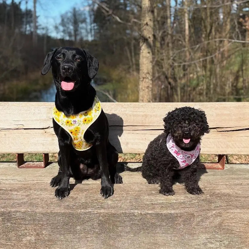 Vincent van Dogh Harness Picture