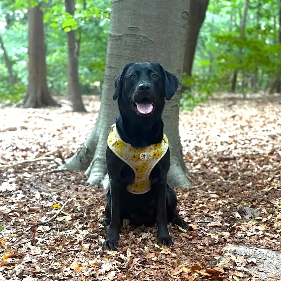 Vincent van Dogh Harness Picture