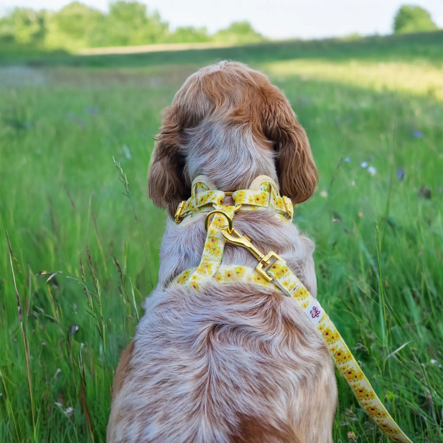 Vincent van Dogh Harness Picture