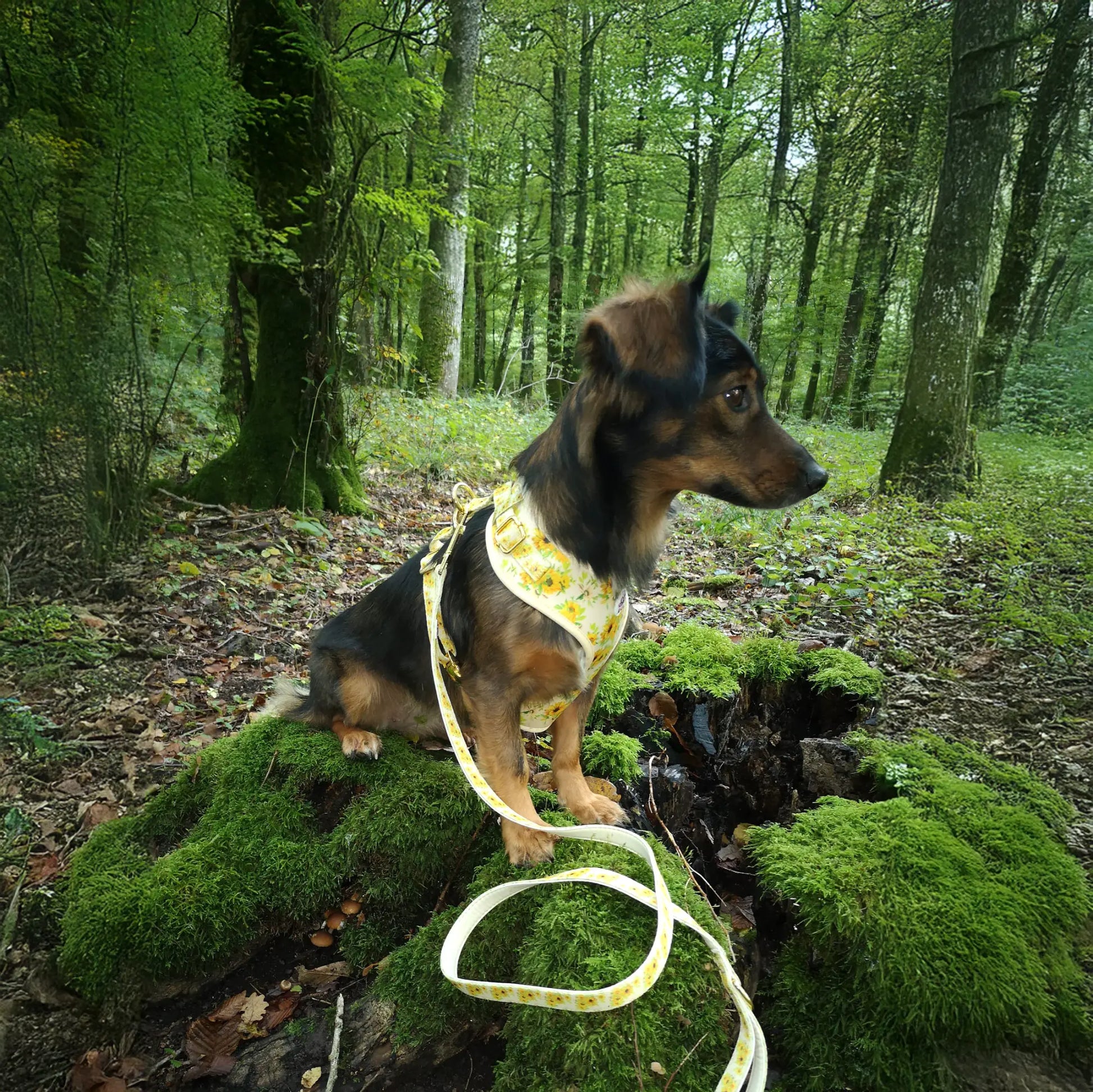 Vincent van Dogh Harness Picture