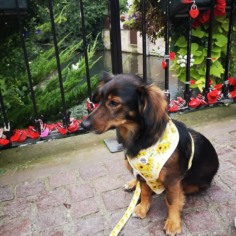 Vincent van Dogh Harness Picture