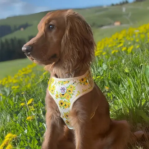 Vincent van Dogh Harness Picture