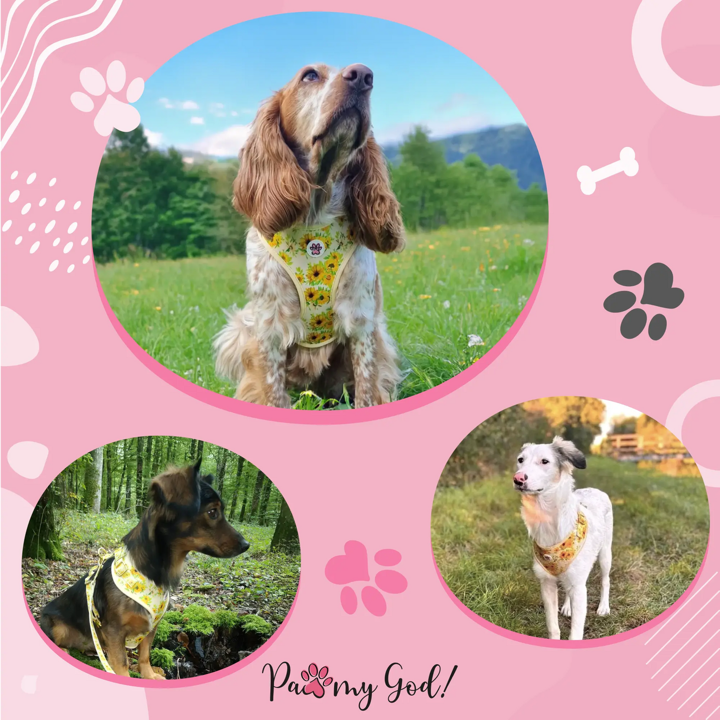 Vincent van Dogh Harness Usage