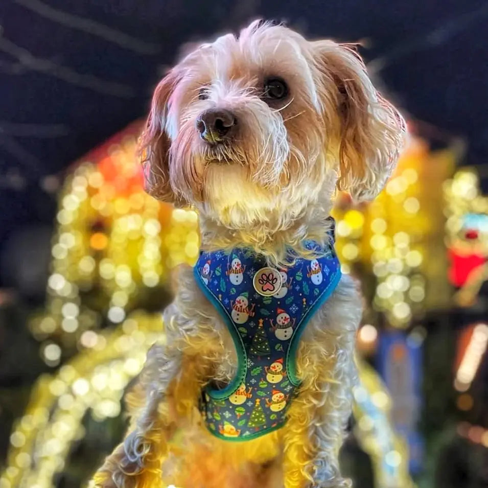 Winter Wiggling Harness Picture