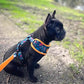 You are my Universe Harness Picture