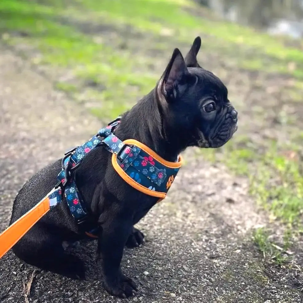 You are my Universe Harness Picture