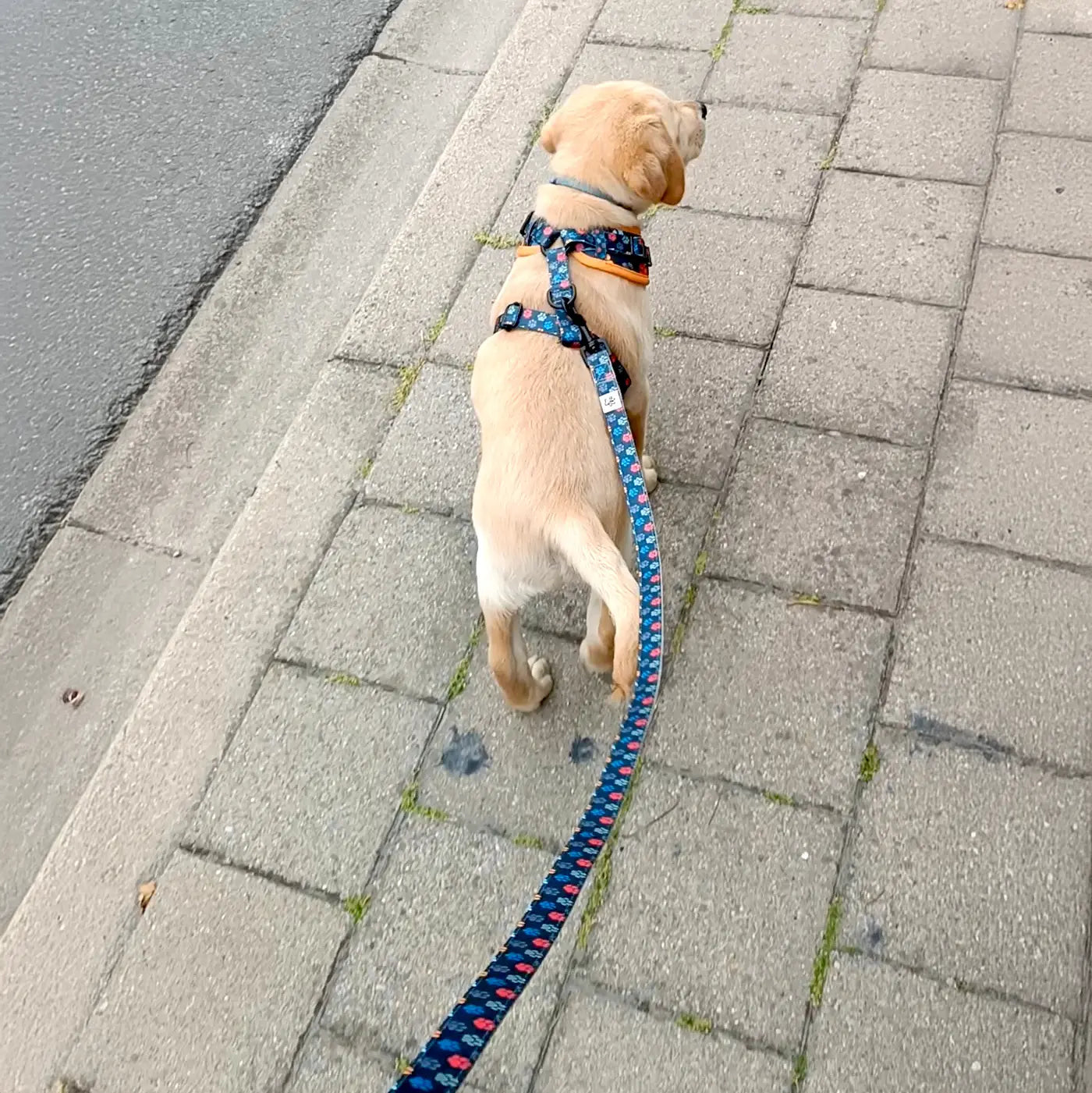 You are my Universe Harness Picture