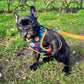 You are my Universe Harness Picture