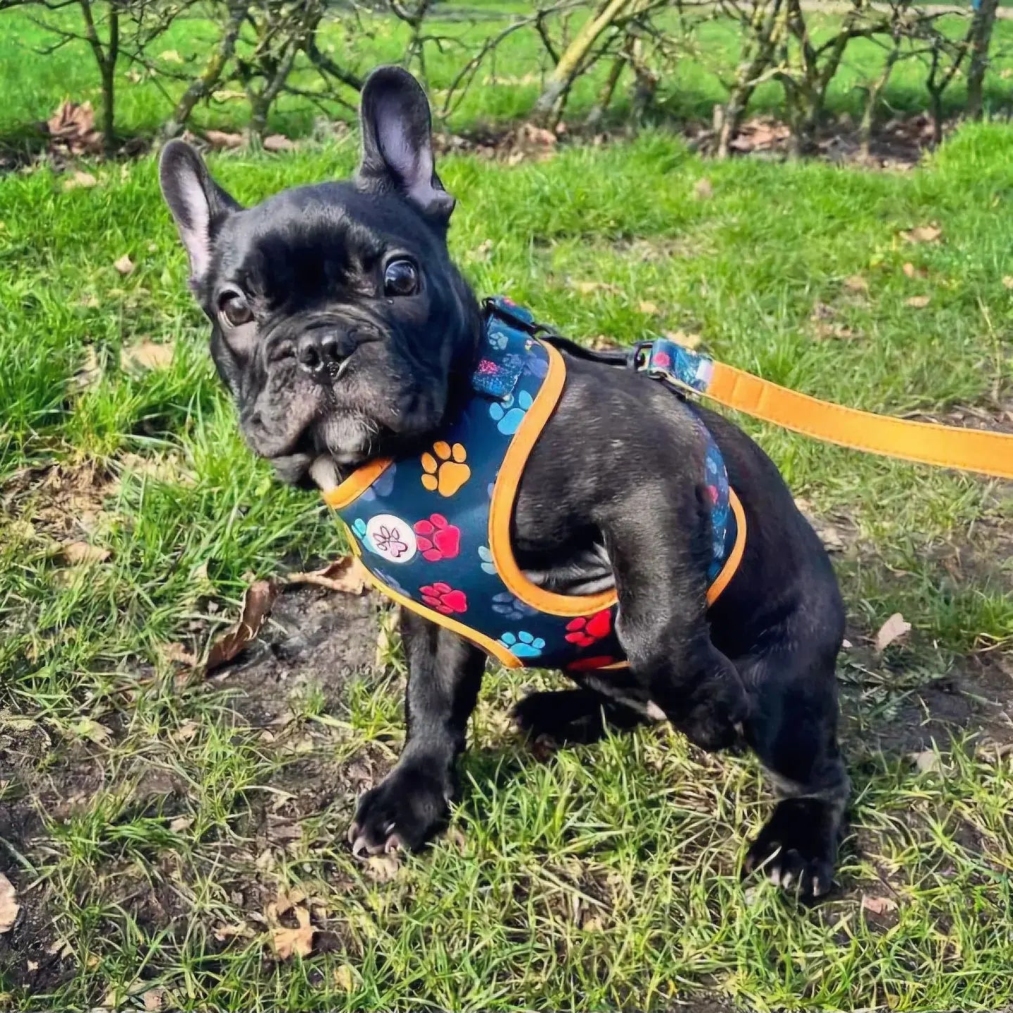 You are my Universe Harness Picture