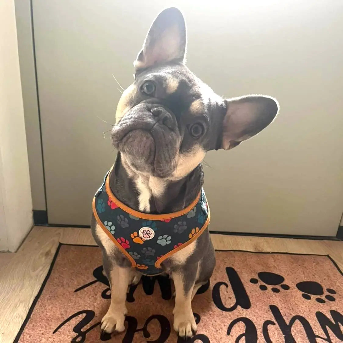 You are my Universe Harness Picture