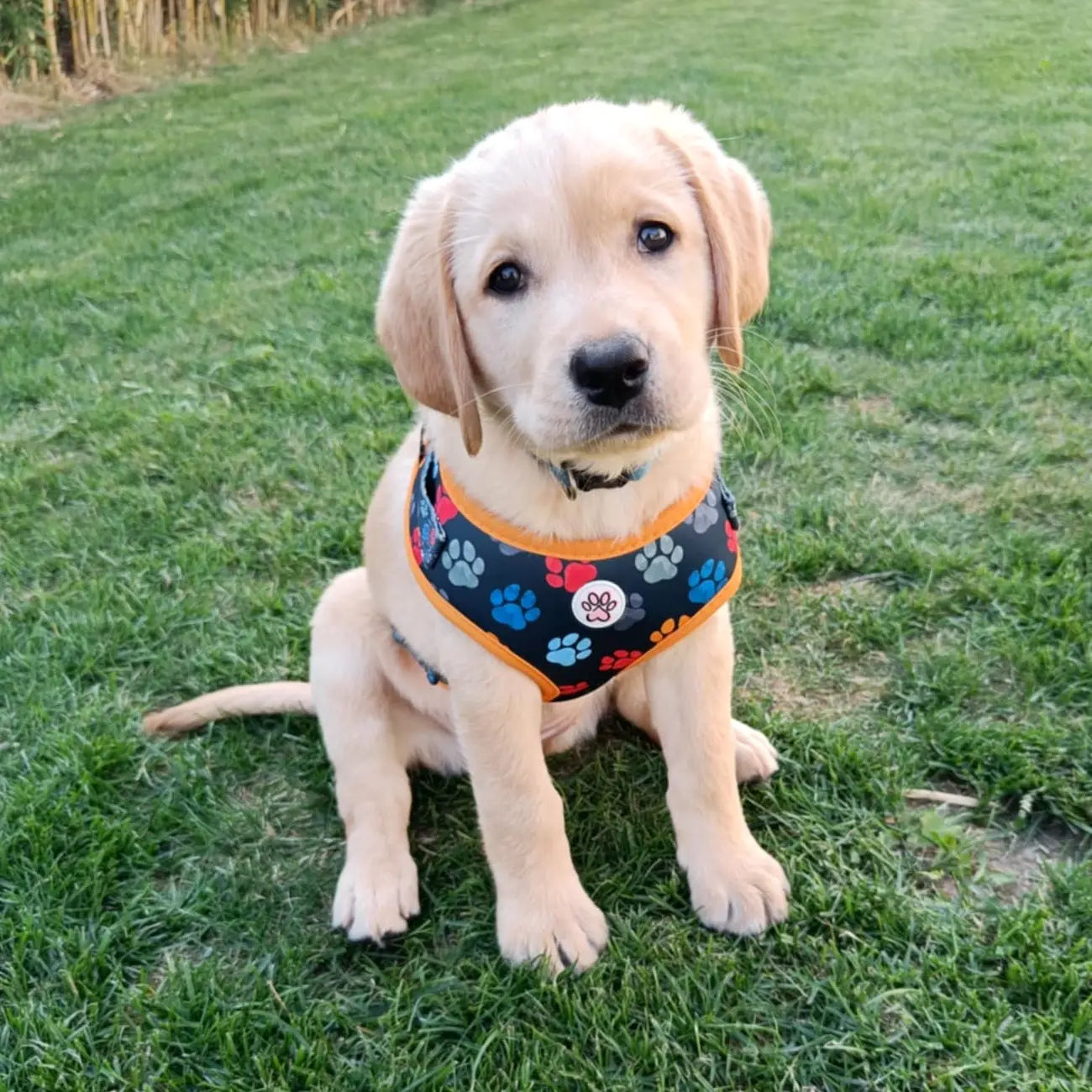 You are my Universe Harness Picture