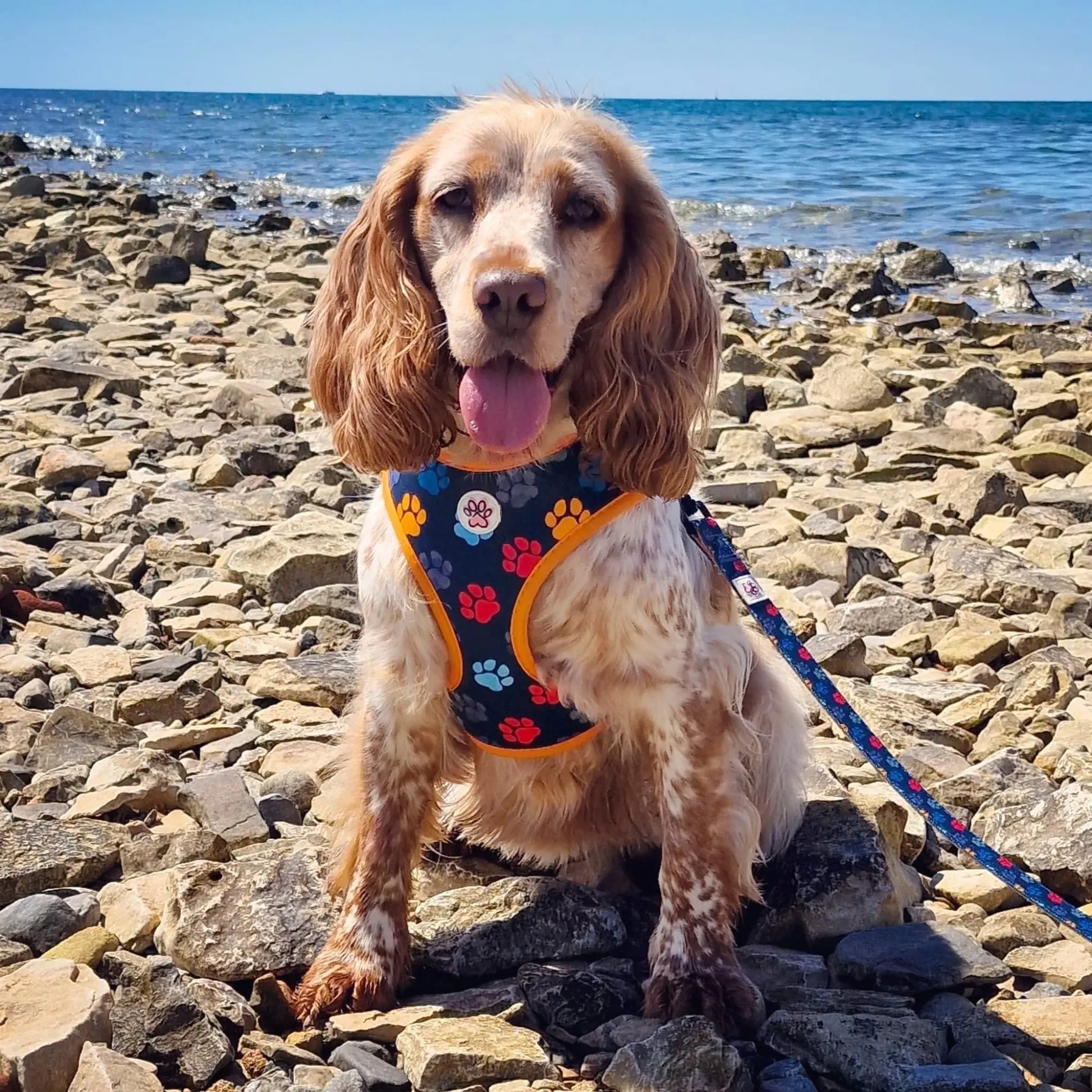 You are my Universe Harness Picture