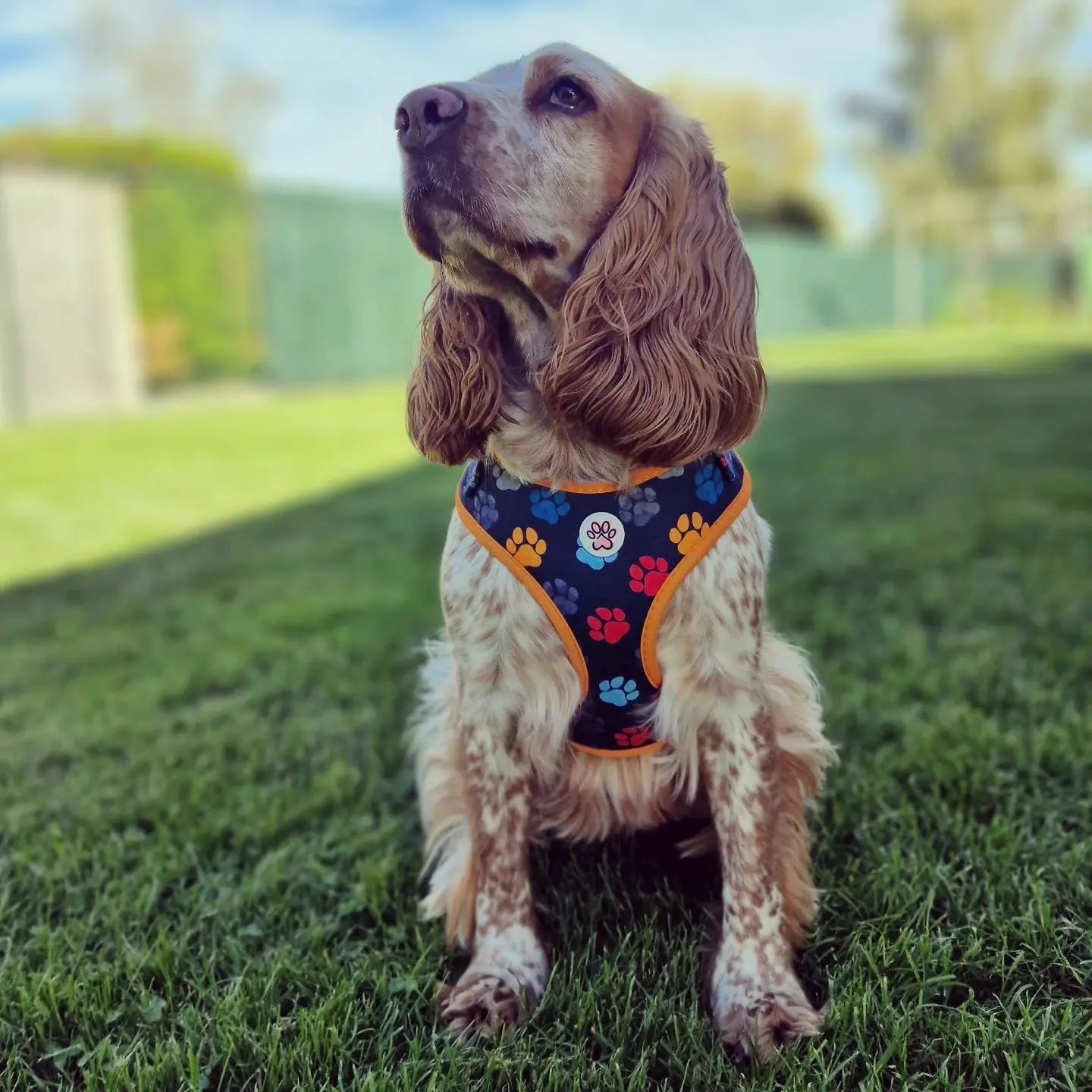 You are my Universe Harness Picture