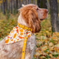 Yummy Yellow Leather Collar Picture