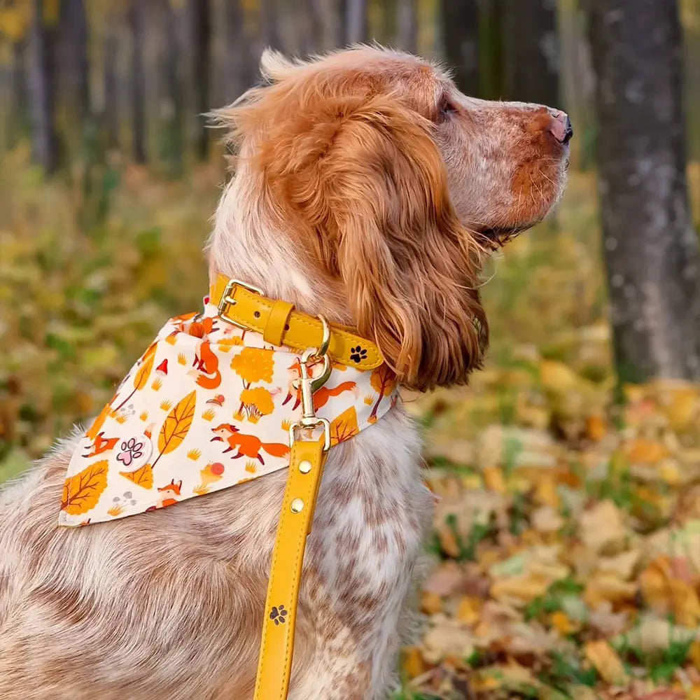 Yummy Yellow Leather Collar Picture