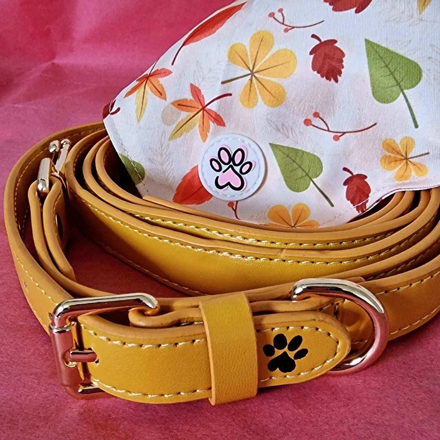 Yummy Yellow Collar Picture